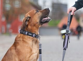 Urban Explorer Collar (Halsband)