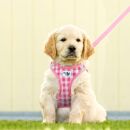 Puppy Vest *SET*