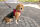 Vest Geschirr curli Clasp Air-Mesh