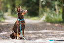 Dog Lead Basic Classic