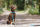 Dog Lead Basic Classic