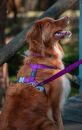 Harness Basic Classic