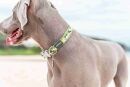 Dog Collar Design