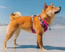Padded Harness
