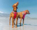 Padded Harness