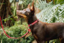 Dog Collar Reflective Bones