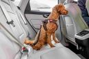 Car Safety Belt